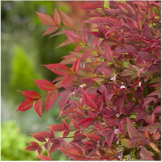 Bambou sacré - Nandina Obsession Seika