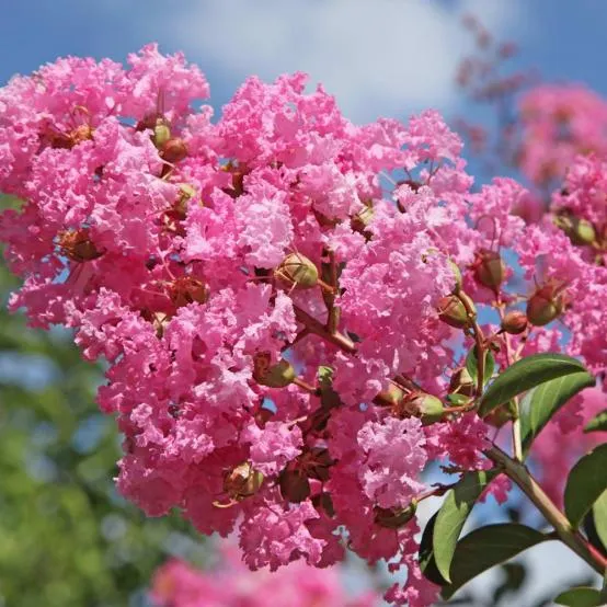 Lilas des Indes Jeanne Desmartis®