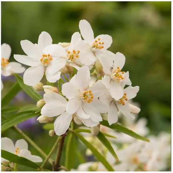 Oranger du Mexique Scented Gem Lissbrid