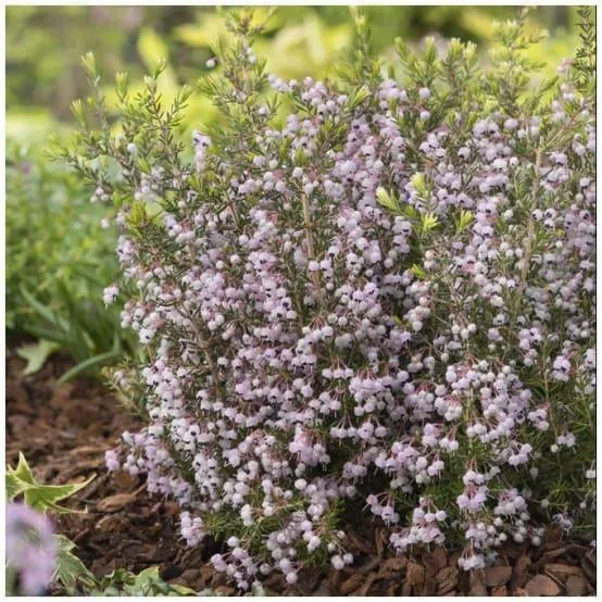 ERICA canaliculata en pot de 4 litres rond carré