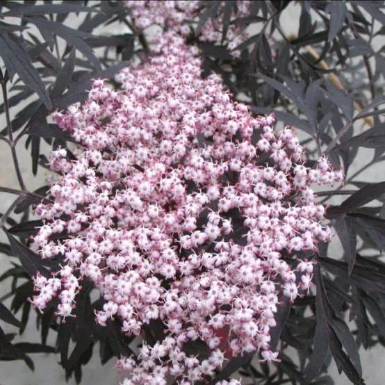 Sureau noir 'Black lace®