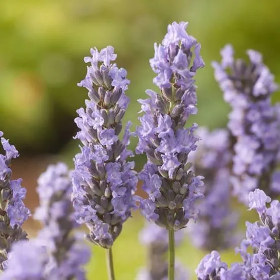 Lavande Grosso - Lavandin