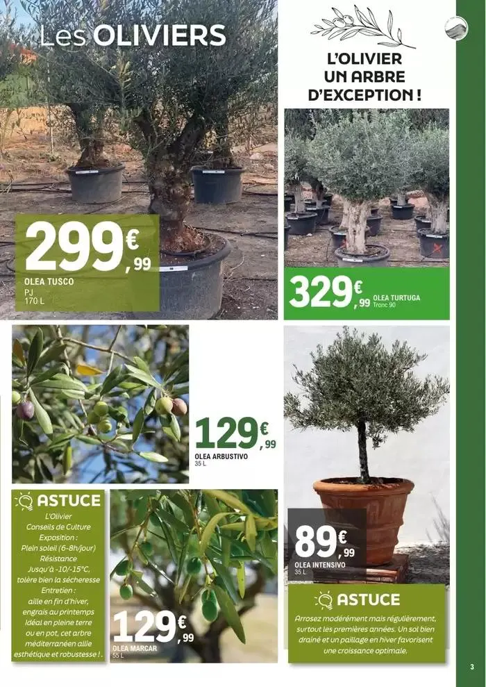 plantes méditerranéennes du 8 avril au 4 mai 2025 - Catalogue page 3