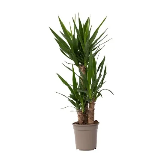 Pied d'éléphant - Yucca elephantipes - Hauteur 70-80cm - ⌀21cm