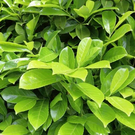 Laurier-cerise 'Rotundifolia'