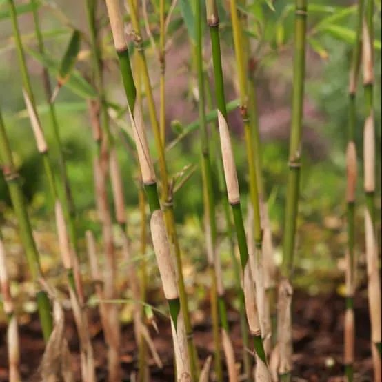 Bambou moyen Fargesia Robusta Campbell