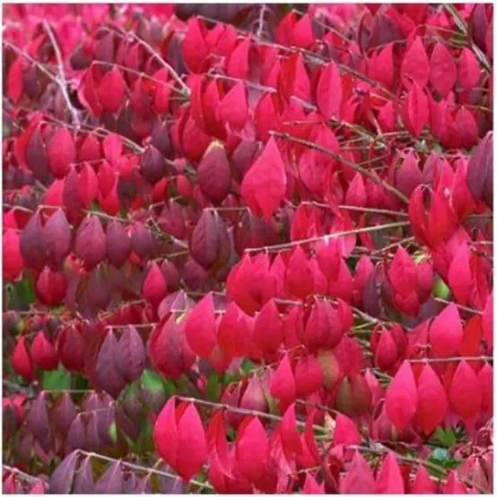 Fusain ailé 'Compactus'