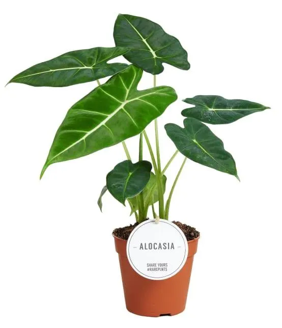 Alocasia Frydek 35cm - Plante d'intérieur- La Green Touch x Lot de 2 plantes