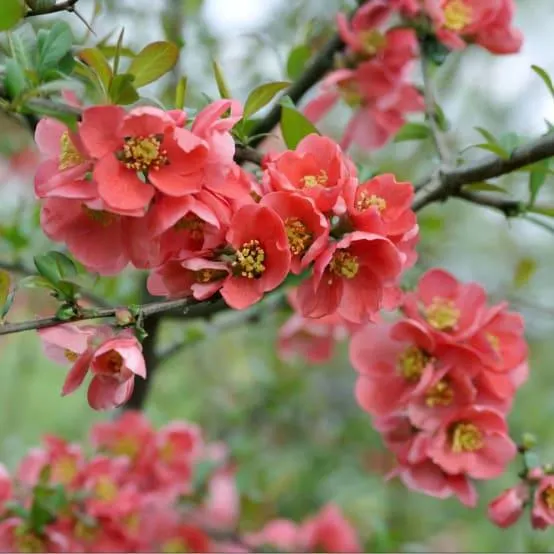 Cognassier du Japon Mango Storm®