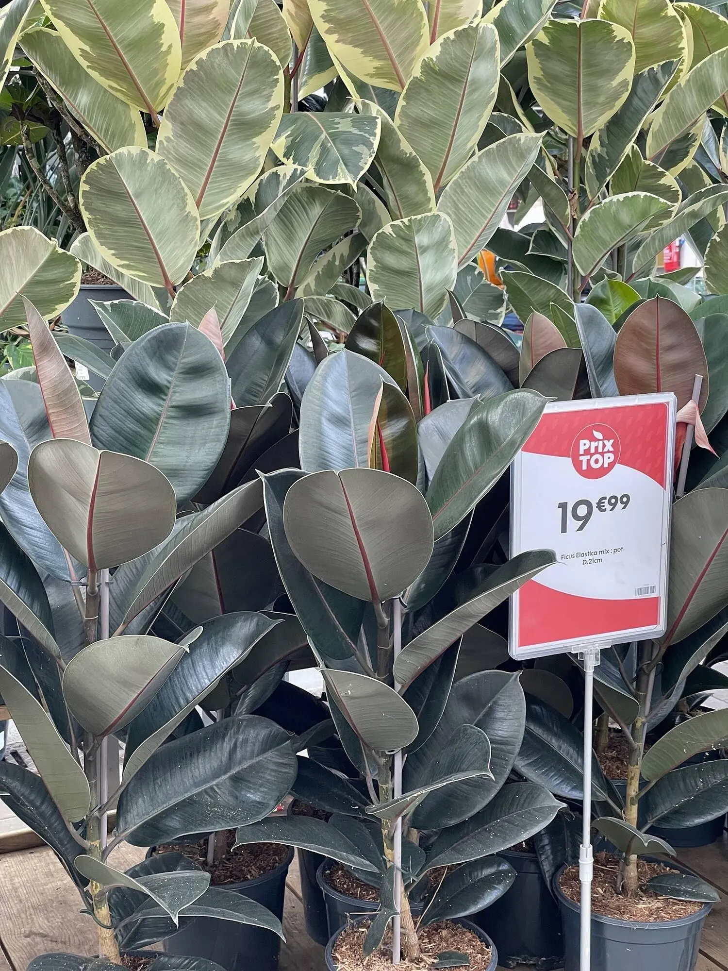 Catalogue Truffaut du 6 février au 22 février 2026 - Catalogue page 2