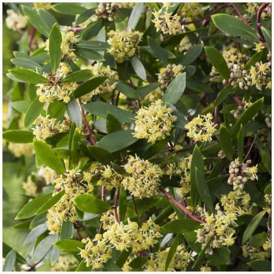 Drymis aromatica Femelle