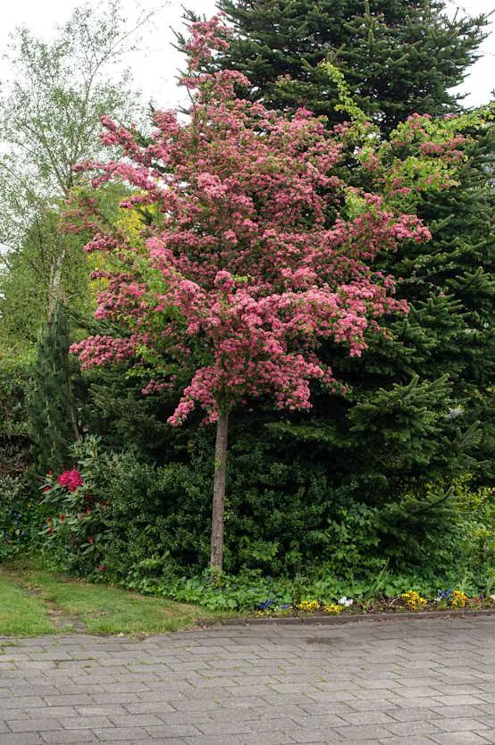 Crataegus media 'Paul's Scarlet' - Aubépine
