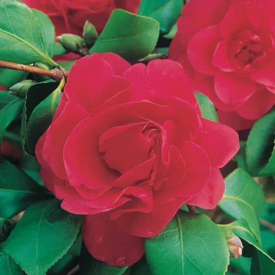 Camélia Tom Knudsen