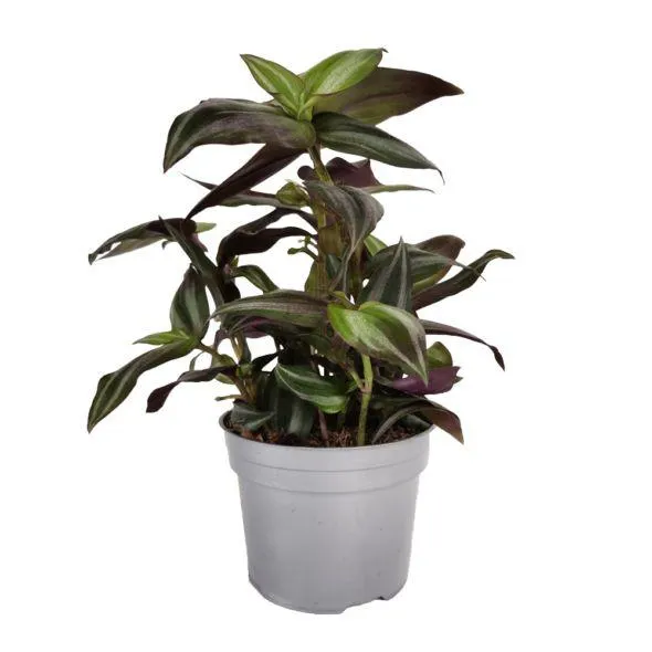 Tradescantia zebrina
