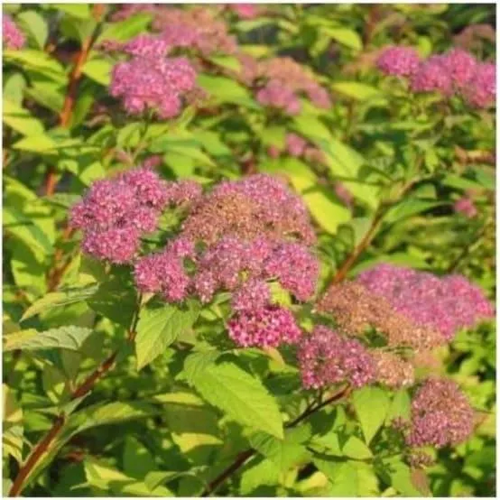Spirée bumalda 'Fire light'