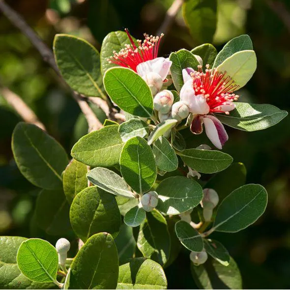 Goyavier du Brésil - Feijoa sellowiana
