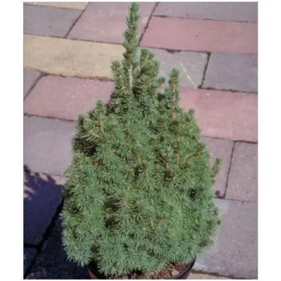 Epicea glauca 'Conica'