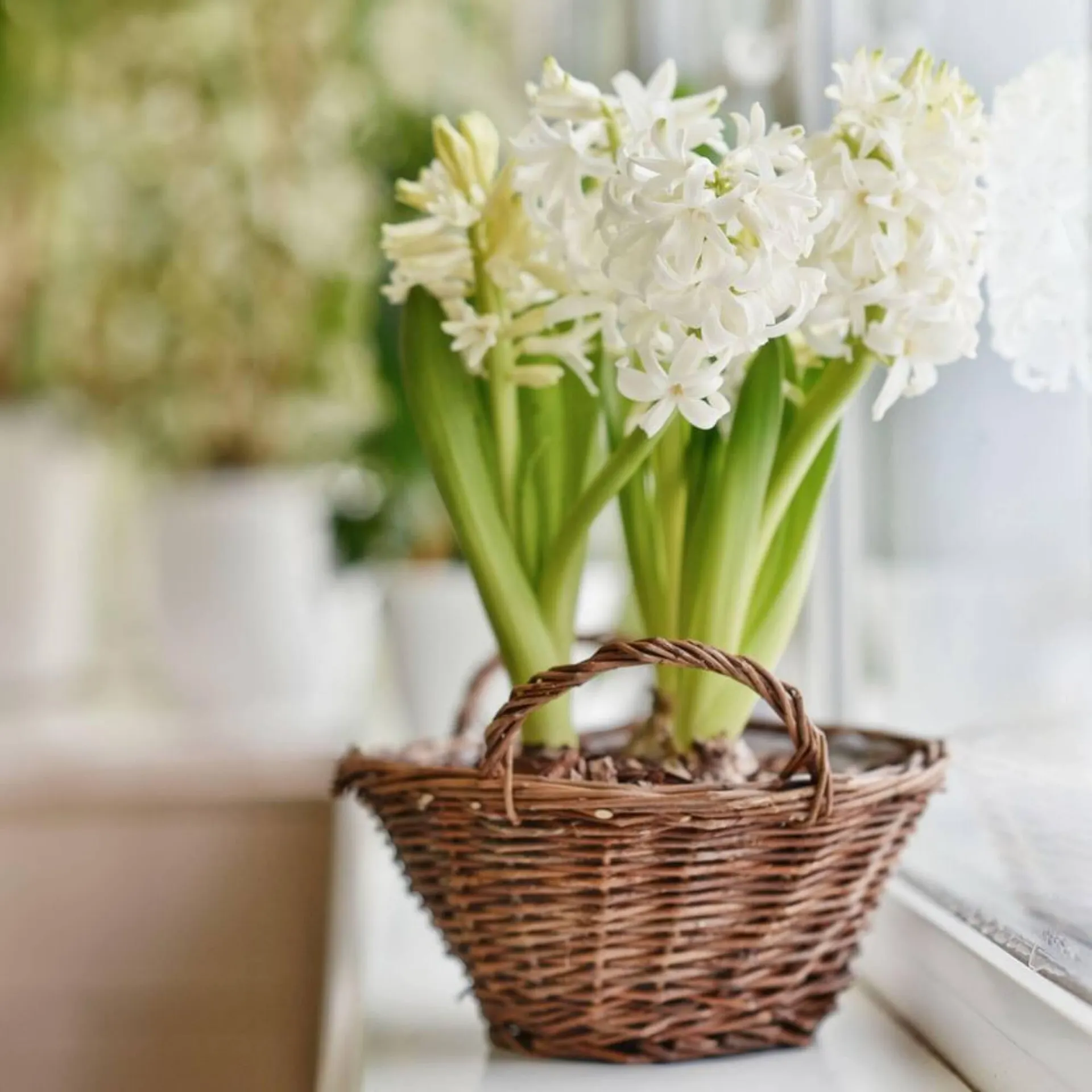 Catalogue Florajet du 15 avril au 27 avril 2024 - Catalogue page 