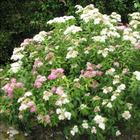 Spirée du Japon 'Shirobana'