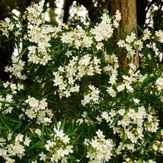 Oranger du Mexique 'Aztec pearl'