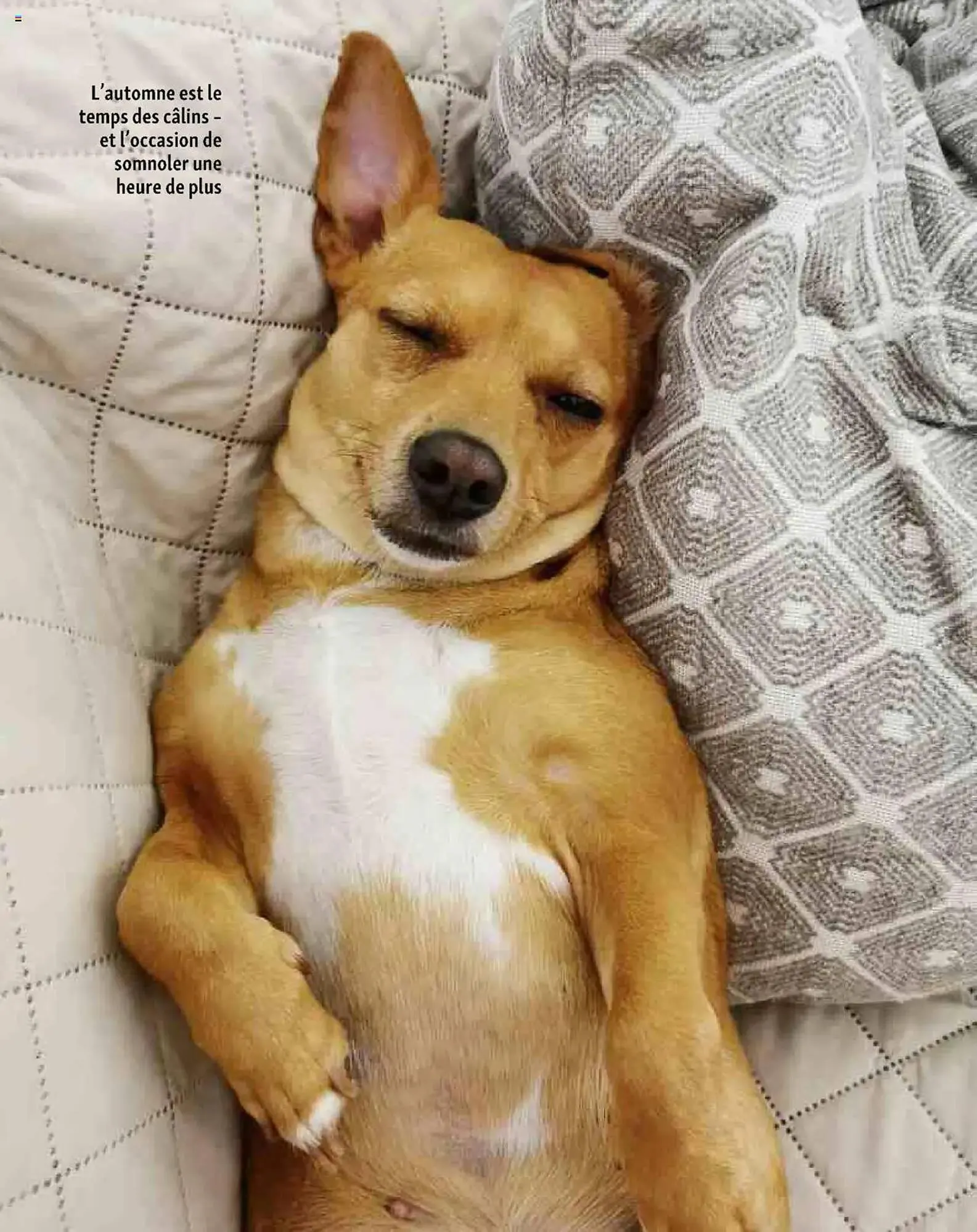 Catalogue Maxi Zoo du 1 octobre au 20 novembre 2025 - Catalogue page 12