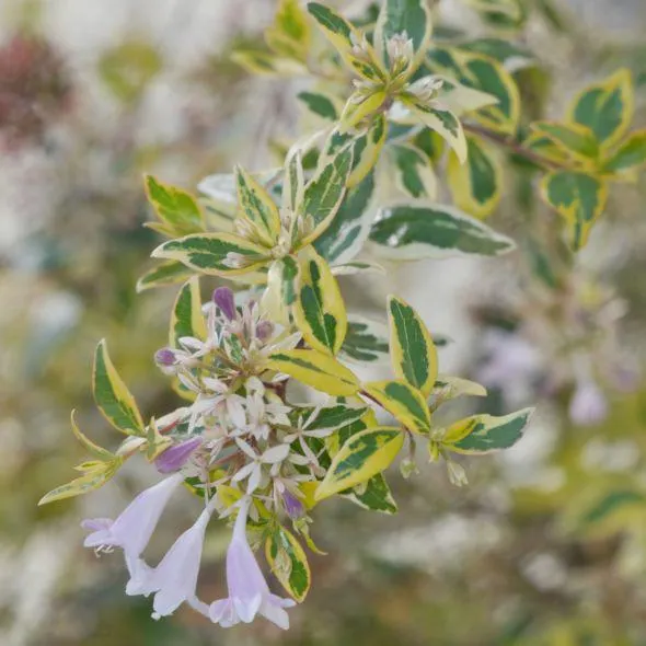 Abelia grandiflora Radiance
