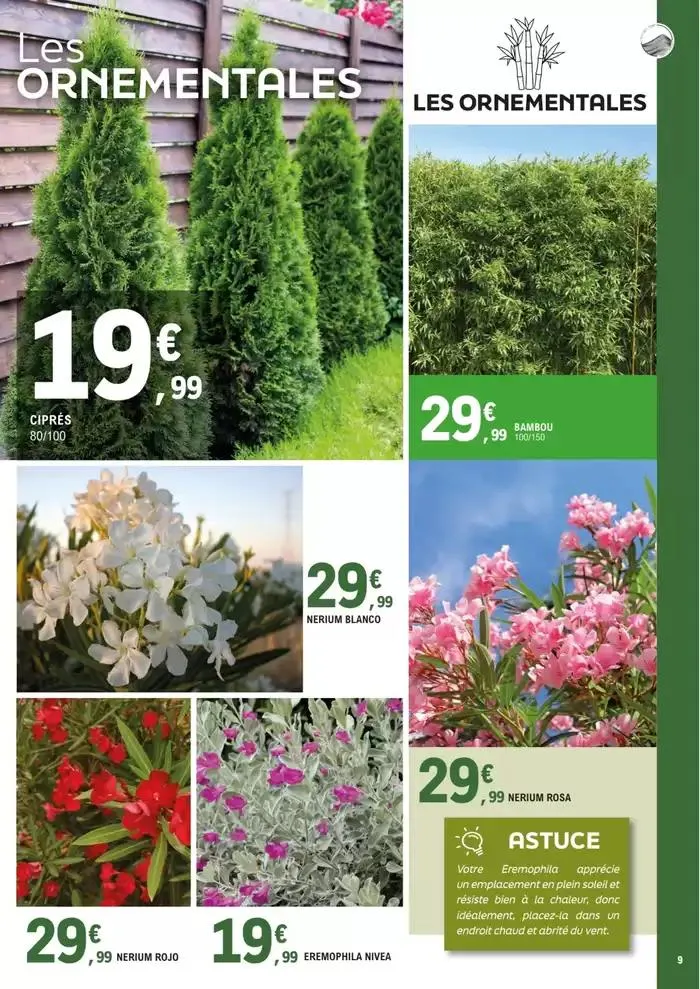 plantes méditerranéennes du 8 avril au 4 mai 2025 - Catalogue page 9