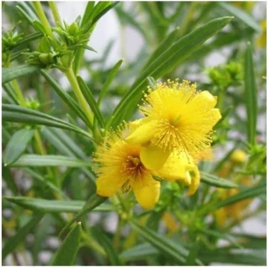 Millepertuis de kalmian 'Gemo'