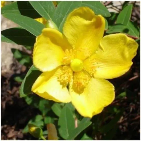 Millepertuis 'Hidcote'