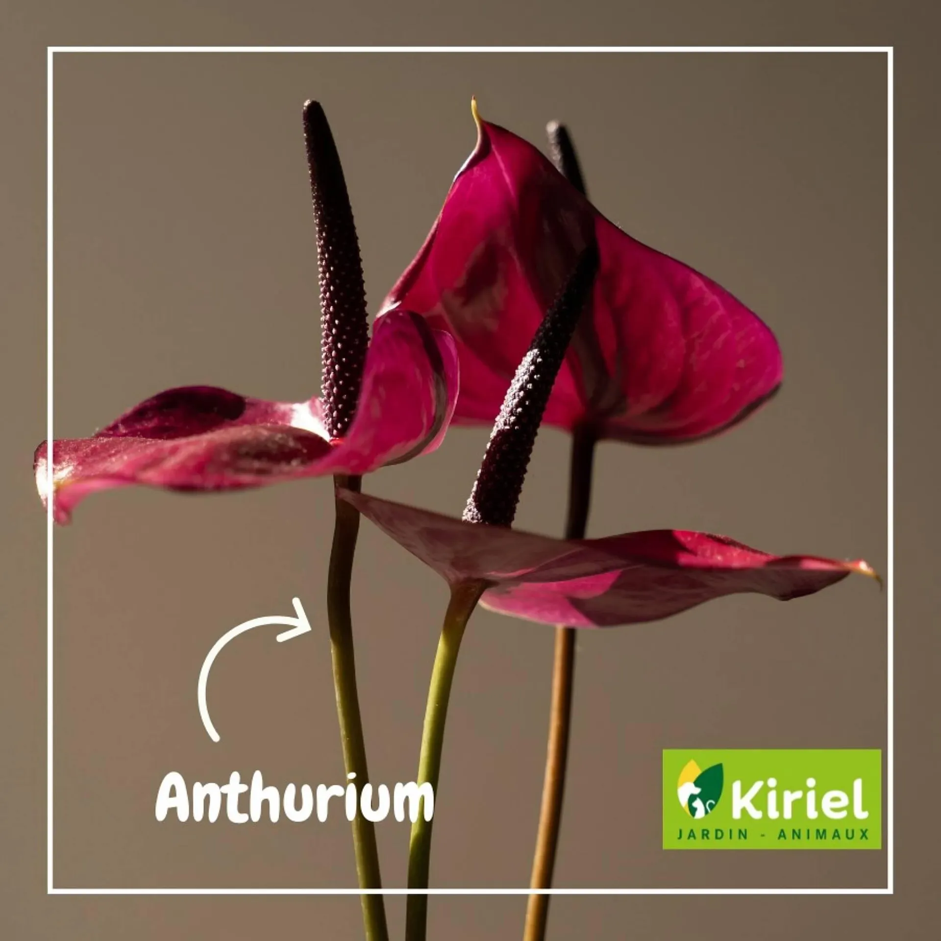 Catalogue Kiriel du 13 février au 19 février 2026 - Catalogue page 3