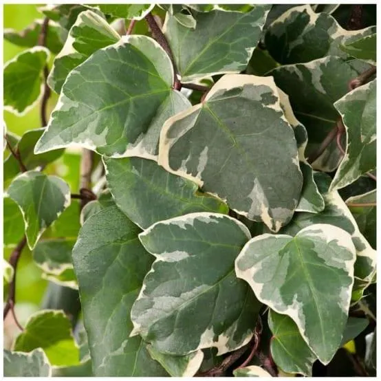 Lierre 'Gloire de Marengo'