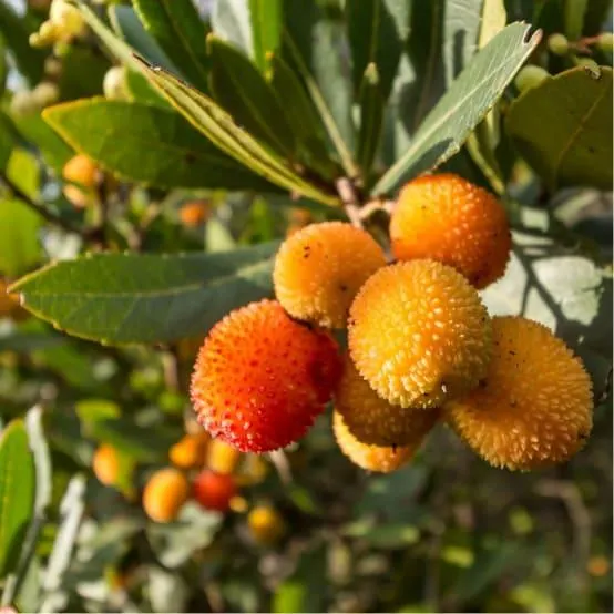 Arbousier commun ou Arbre aux fraises