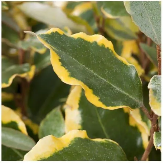 Elaeagnus ebbingei 'Viveleg'