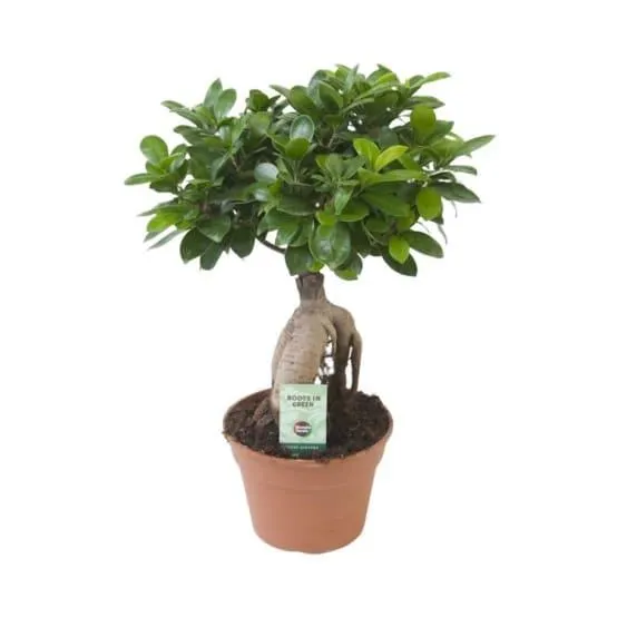 Ficus Microcarpa Ginseng 40cm - Plante d'intérieur- La Green Touch