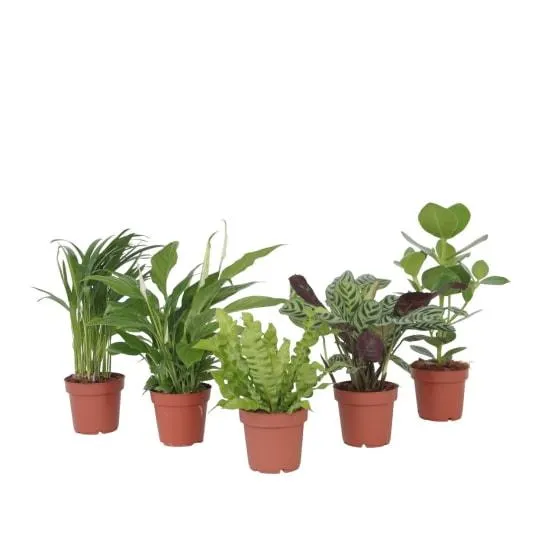 Mélange de plantes purificatrices d'air - Set de 5 - Hauteur 25-40cm - ⌀12cm