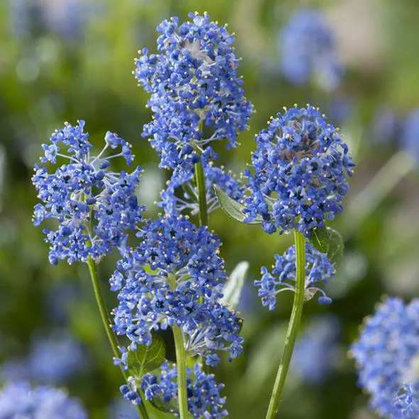 Céanothe 'Victoria'