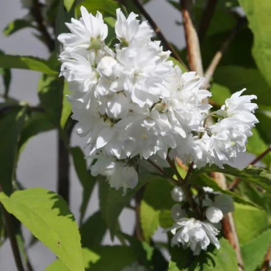 Deutzia magnifica