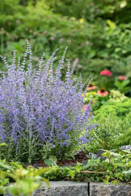 PEROVSKIA atriplicifolia 'Blue Steel' C4L-RC