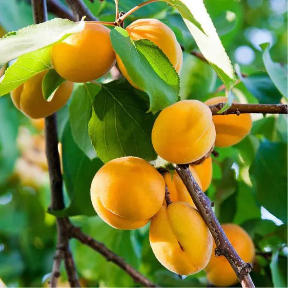 Abricotier 'Polonais' : taille en gobelet