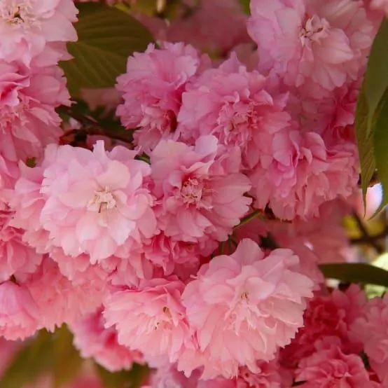 Cerisier du japon 'Kanzan'