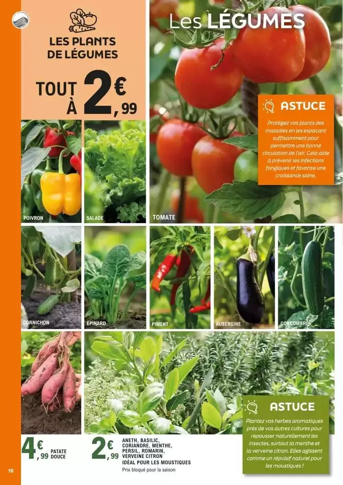 plantes méditerranéennes du 8 avril au 4 mai 2025 - Catalogue page 10