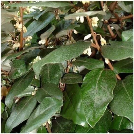 Elaeagnus ebbingei