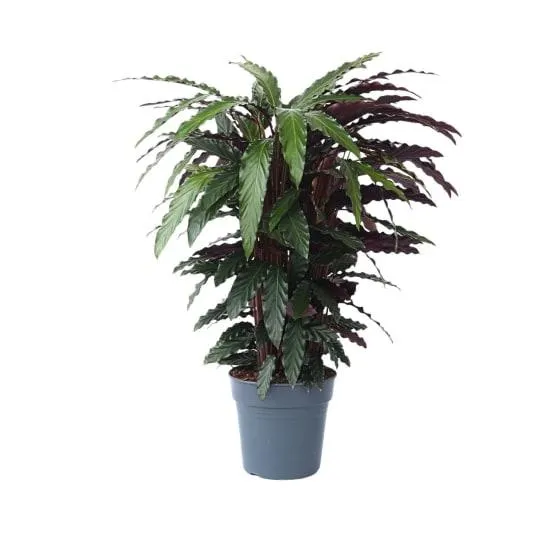 Calathée - Calathea 'Wavestar' - Hauteur 90cm - ⌀27cm