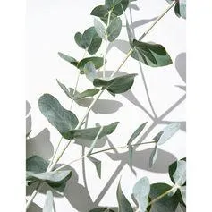 Affiche déco myrtacée 30x40cm