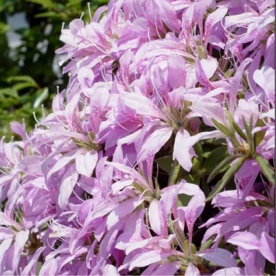 Azalée japonaise 'Koromo Shikibu'