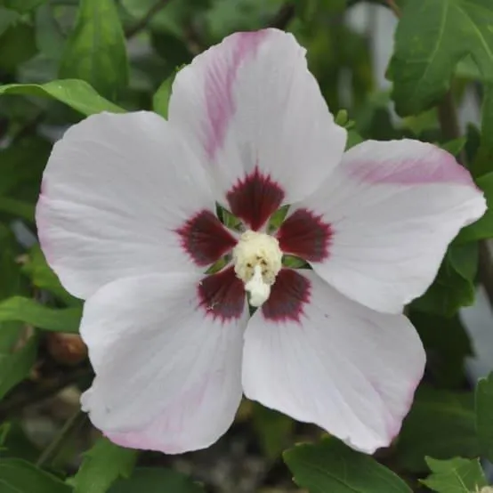 Hibiscus syriacus 'Hamabo'