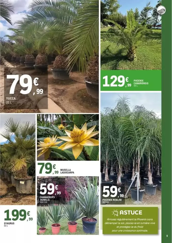 plantes méditerranéennes du 8 avril au 4 mai 2025 - Catalogue page 5