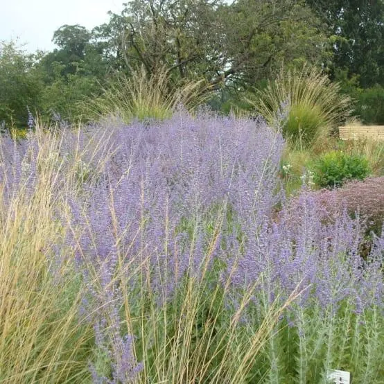 Perovskia 'Blue spire'
