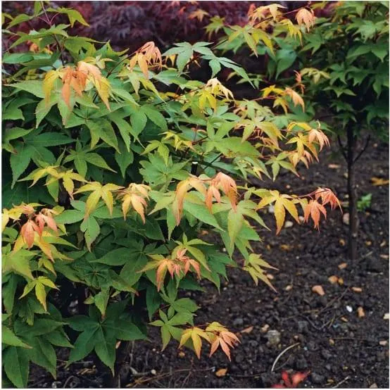 Erable du Japon 'Osakazuki'