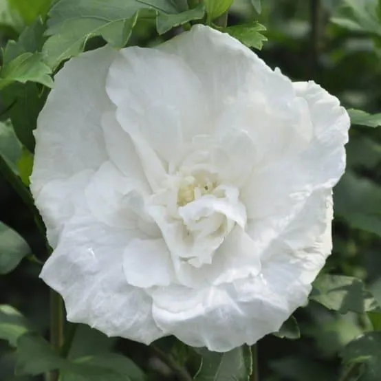 Hibiscus syriacus 'White Chiffon'